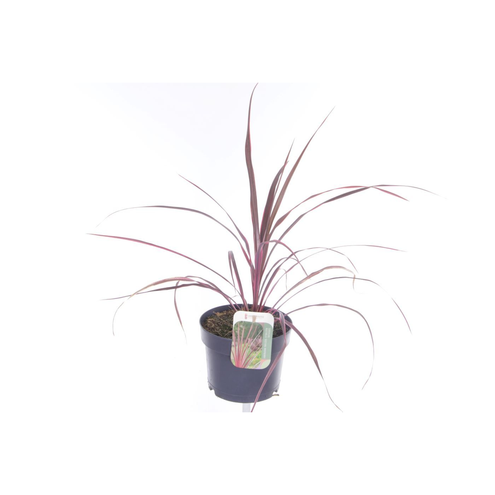 Cordyline Festival Raspberry.