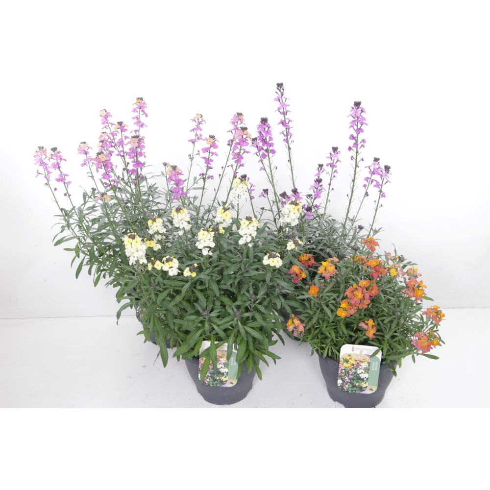 Erysimum linifolium mix.