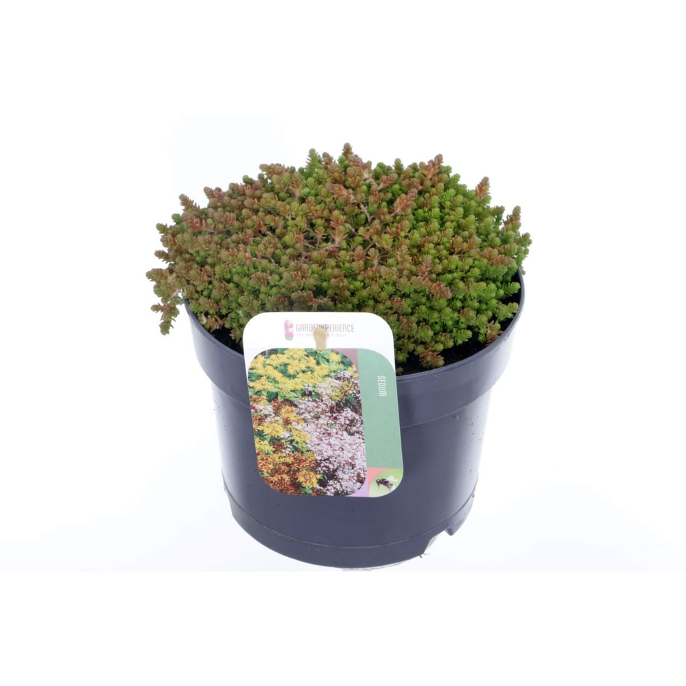 Sedum acre.