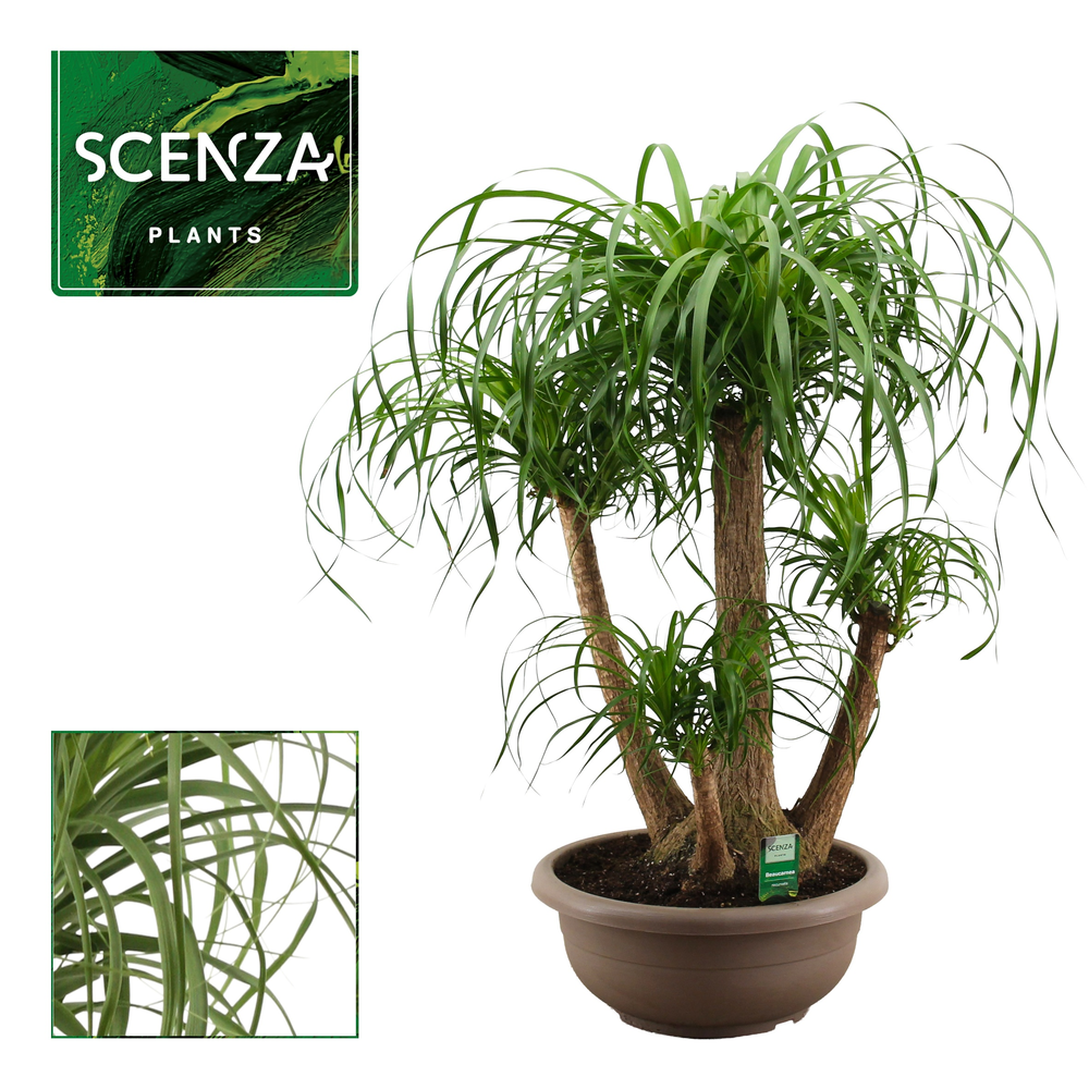 Beaucarnea vertakt compact in 40 cm schaal.