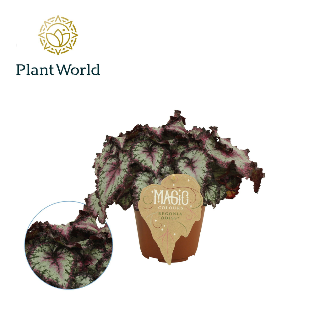 Begonia rex Odissi 12cm.