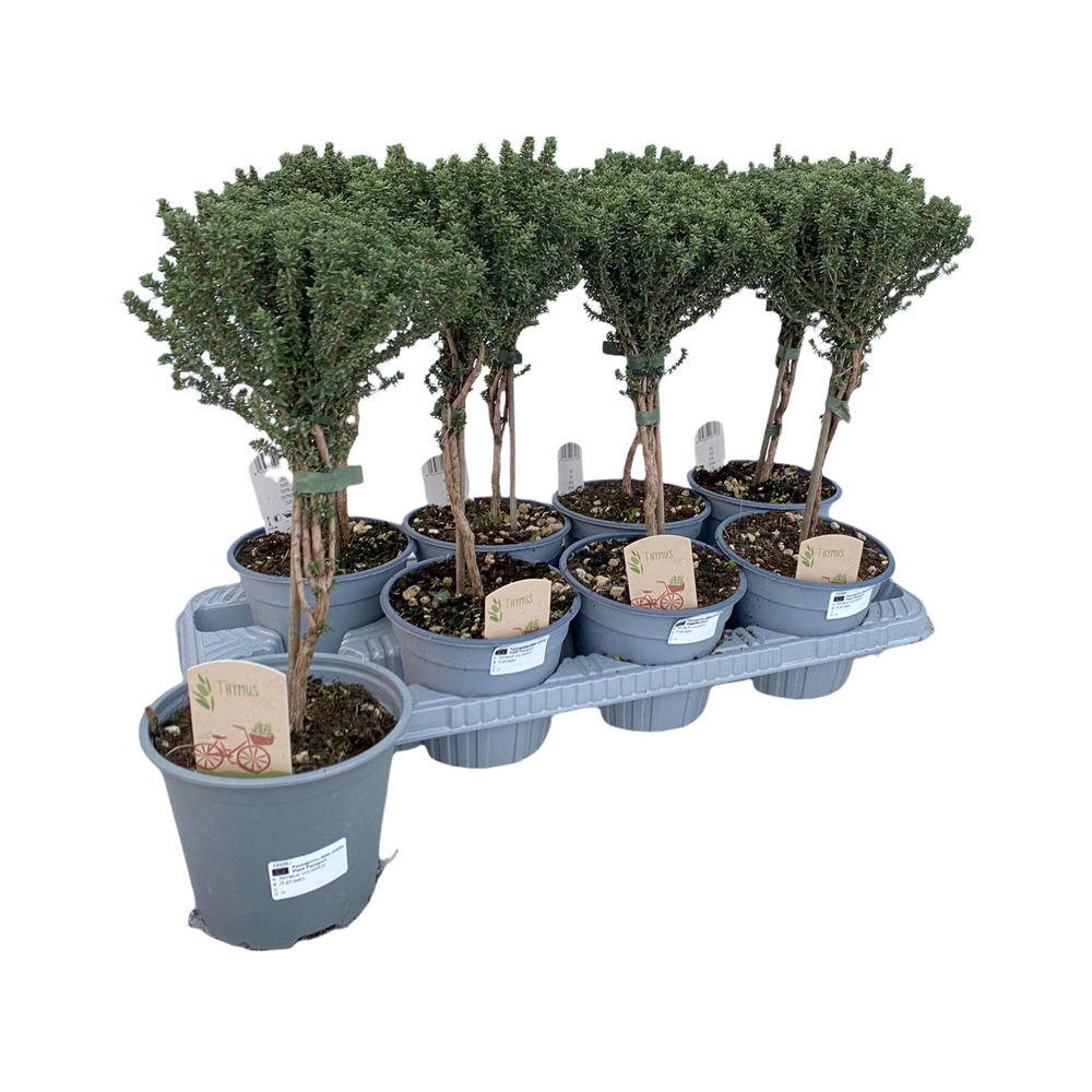 Thymus faustini "OP STAM".