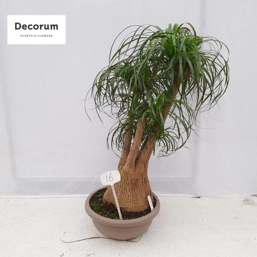 Beaucarnea vertakt op nummer 16.