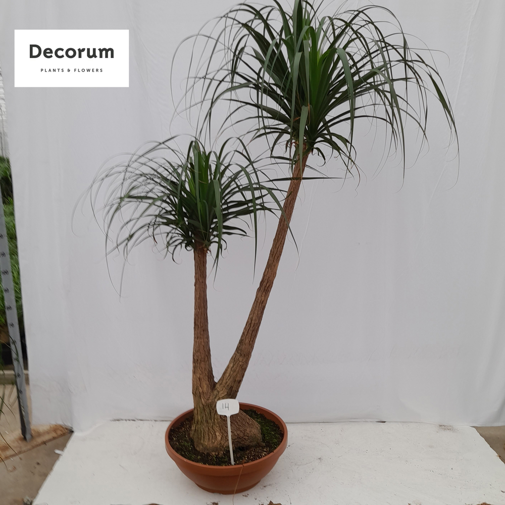 Beaucarnea vertakt op nummer 14.