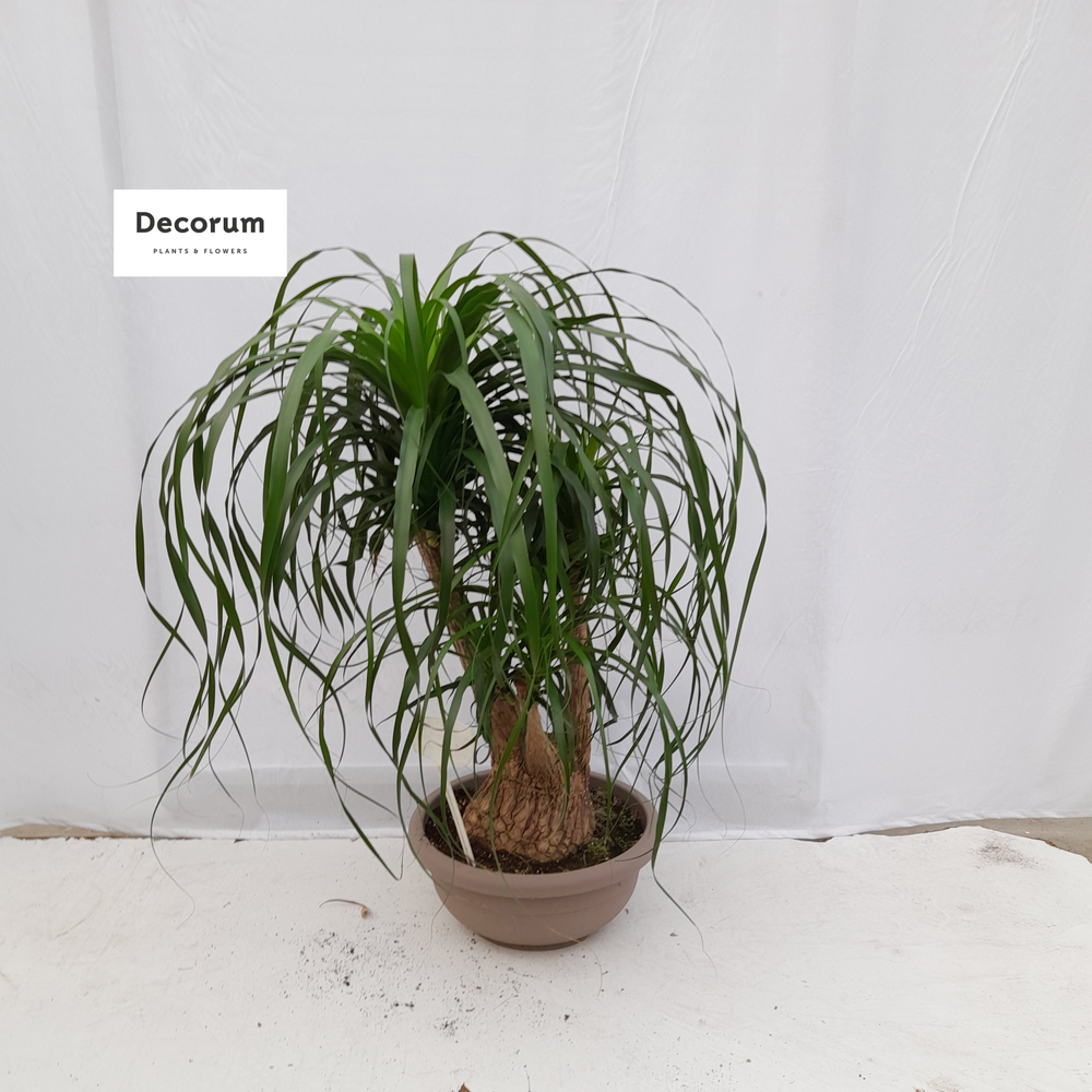 Beaucarnea vertakt op nummer 01.