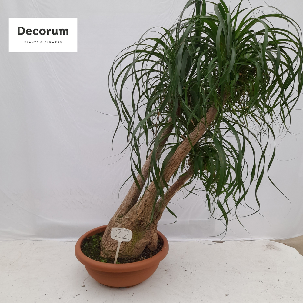 Beaucarnea vertakt op nummer 22.