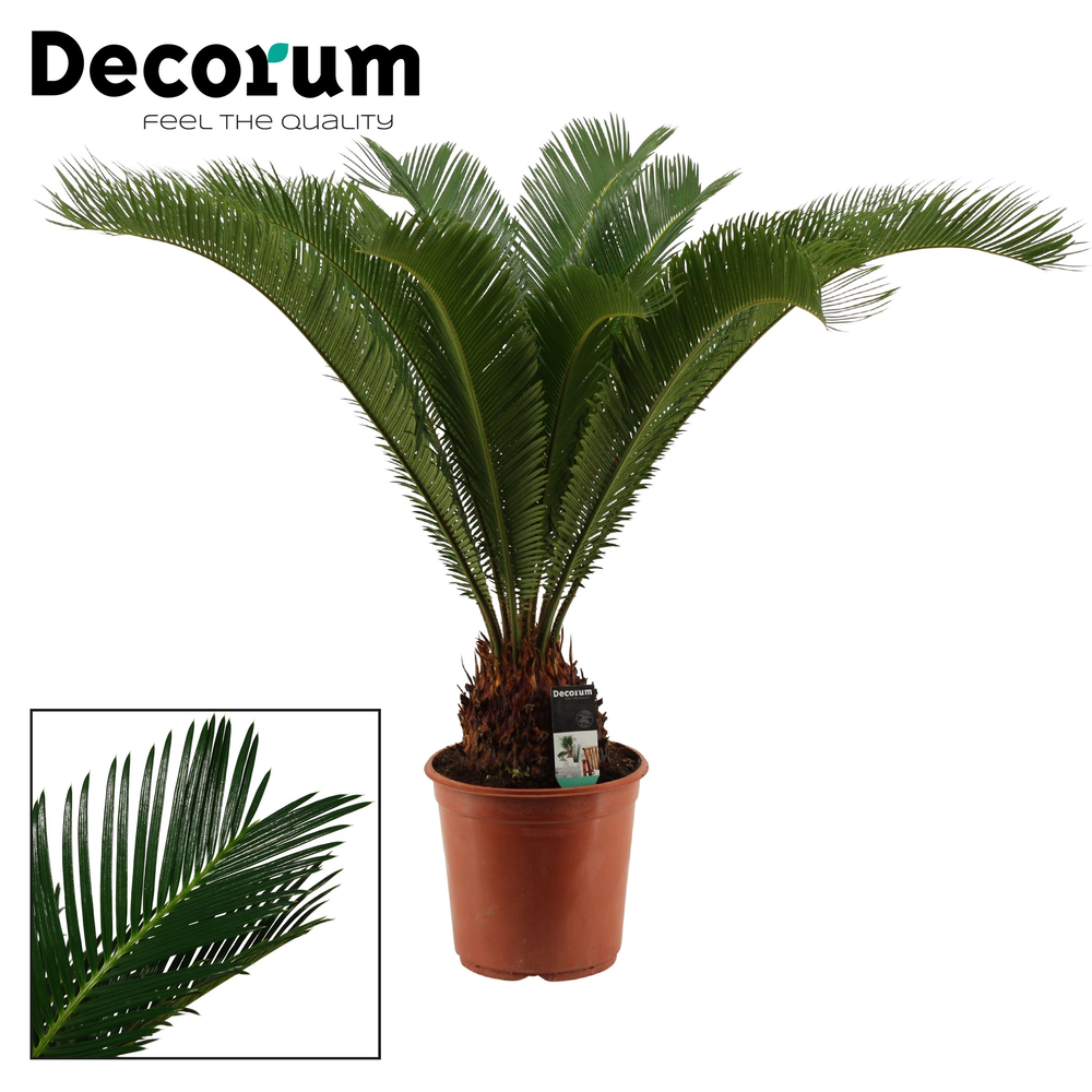 Cycas revoluta 24 cm, 17+ veren (Decorum).
