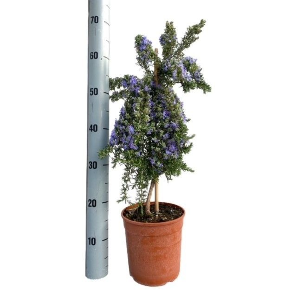 Rosmarinus Prostratus "OP STAM".