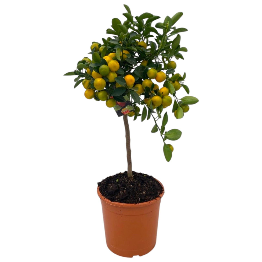 Citrus Calamondin "op stam".