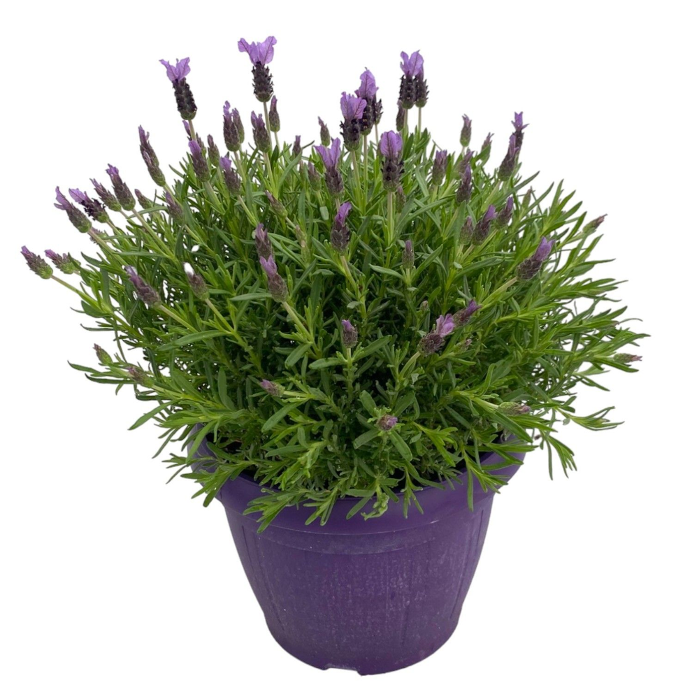 Lavandula Stoechas.