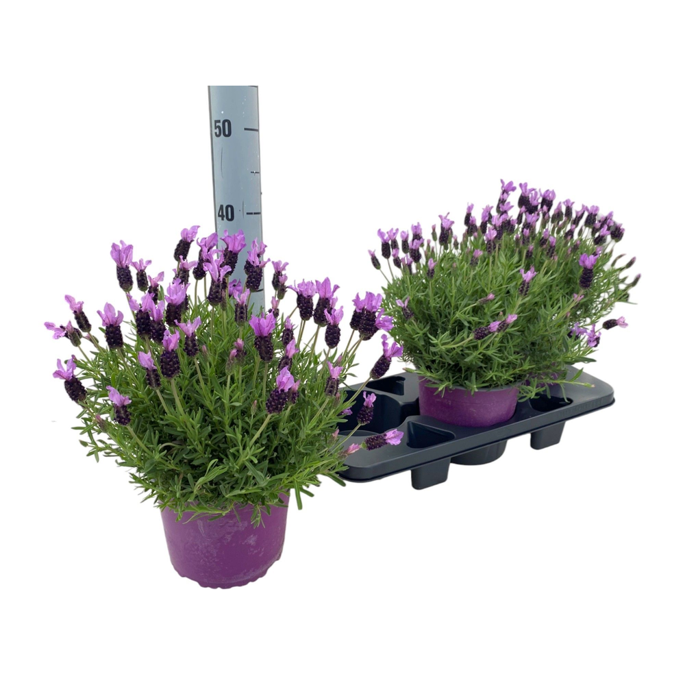 Lavandula Stoechas.