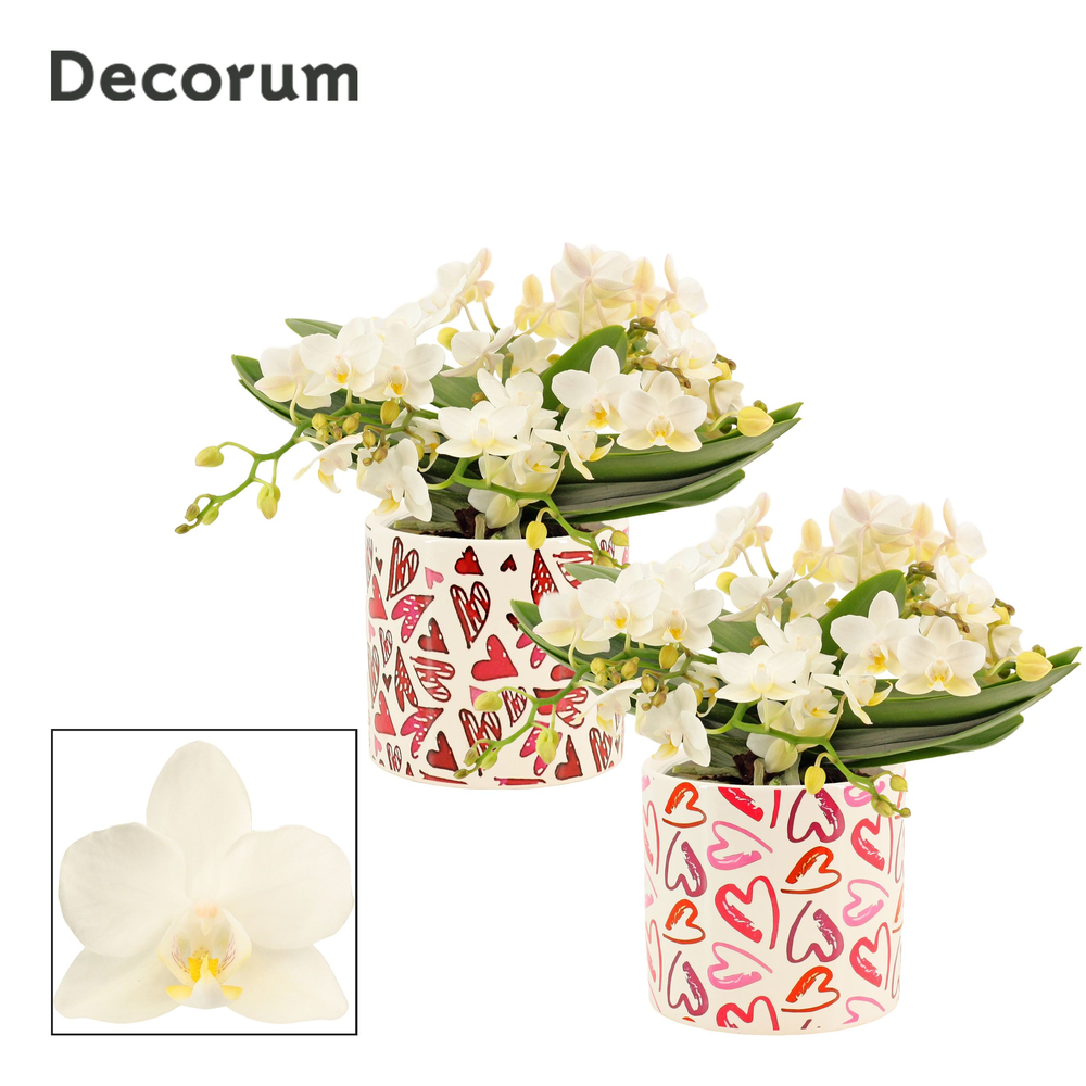 Phalaenopsis Table Whitney 4+ tak in Julia (Deco-c.