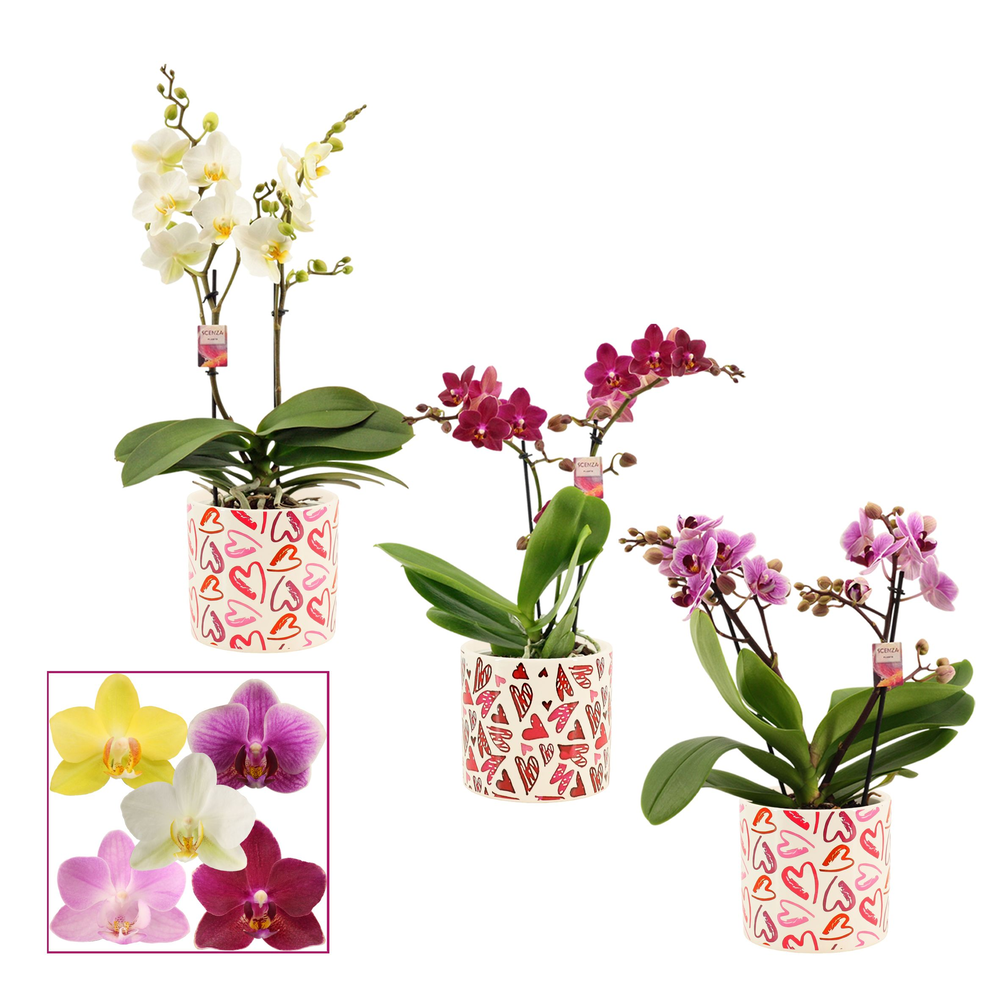 Phalaenopsis multiflora 2 tak mix in Julia (Deco-c.