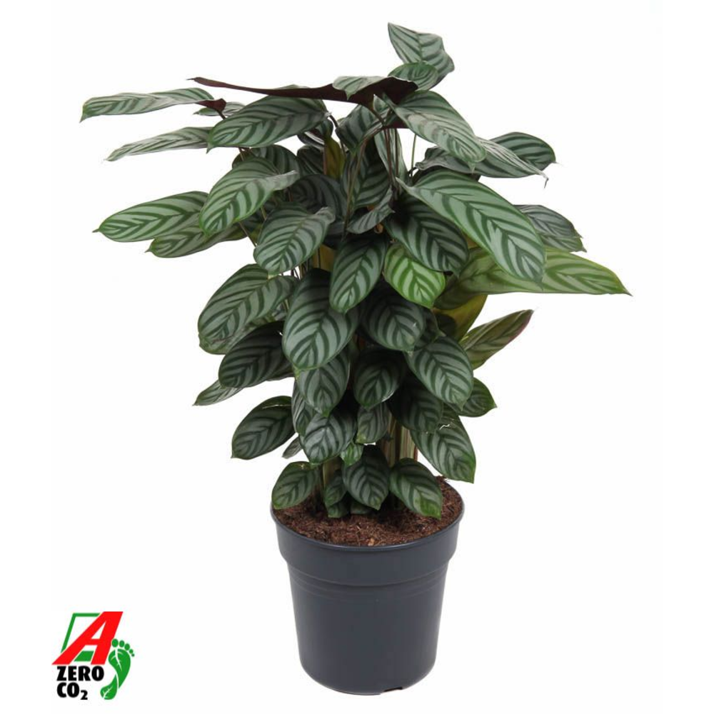 Calathea Green Flag.