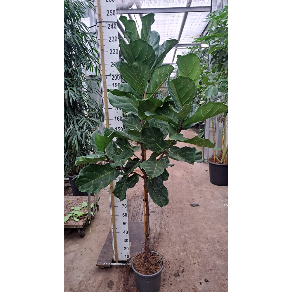 Ficus Lyrata stam 230.