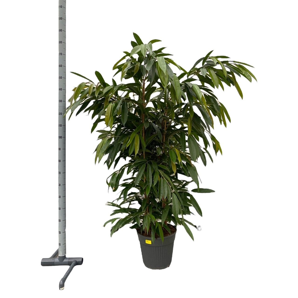 Ficus Amstel King P35.