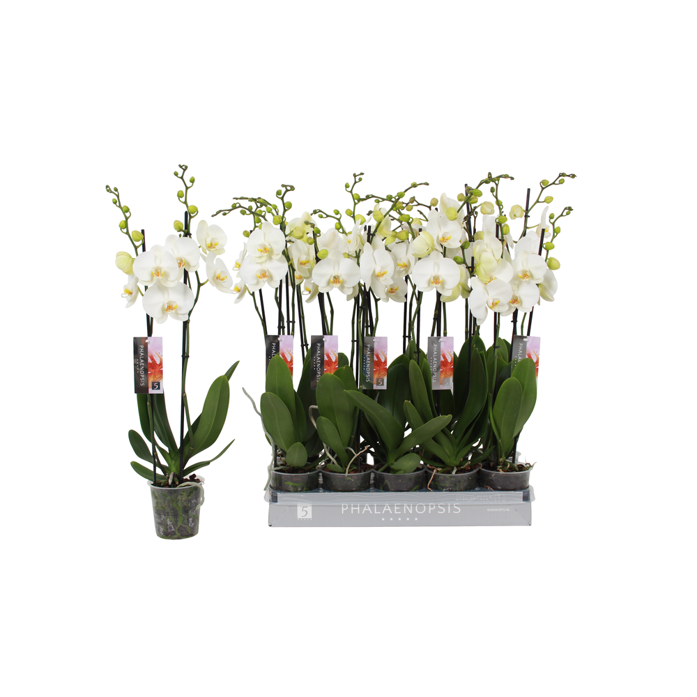 Phalaenopsis White, 2-spike 18+.