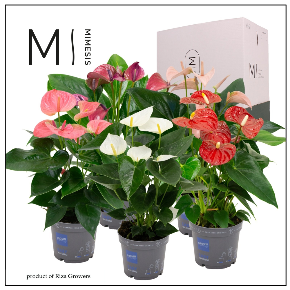 Mimesis Anthurium KARMA Allstar mix - 12 cm.