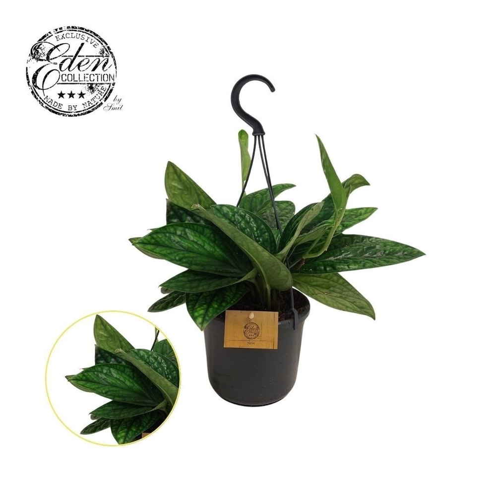 Epipremnum Marble Planet 15cm HP.