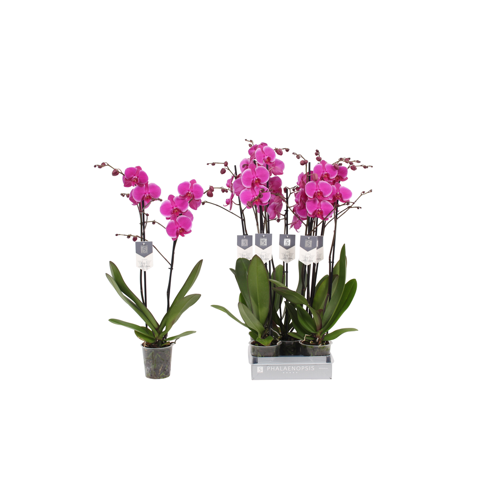 Phalaenopsis Johannesburg, 2-spike 18+.