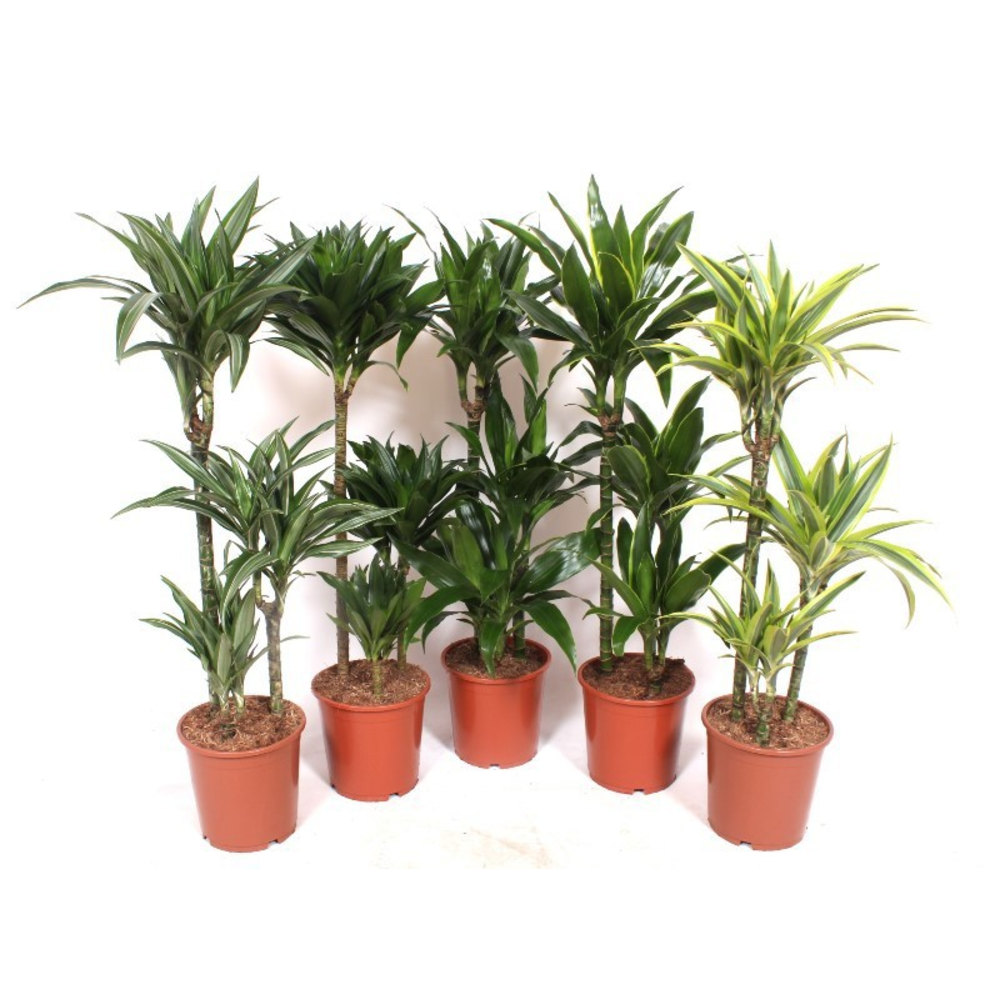 Dracaena fragrans Mixkar 60-30-15.