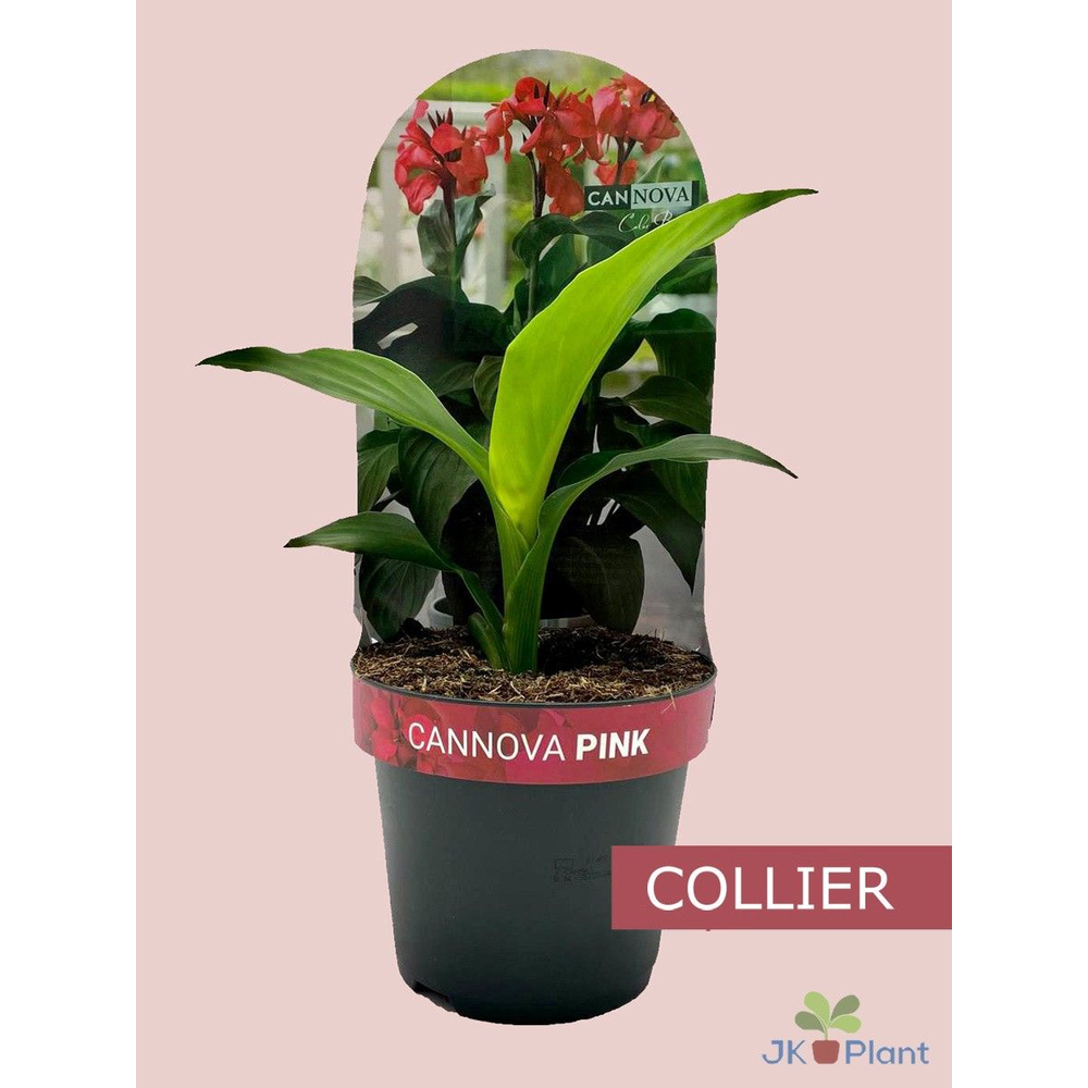 Canna Cannova Collier rose.