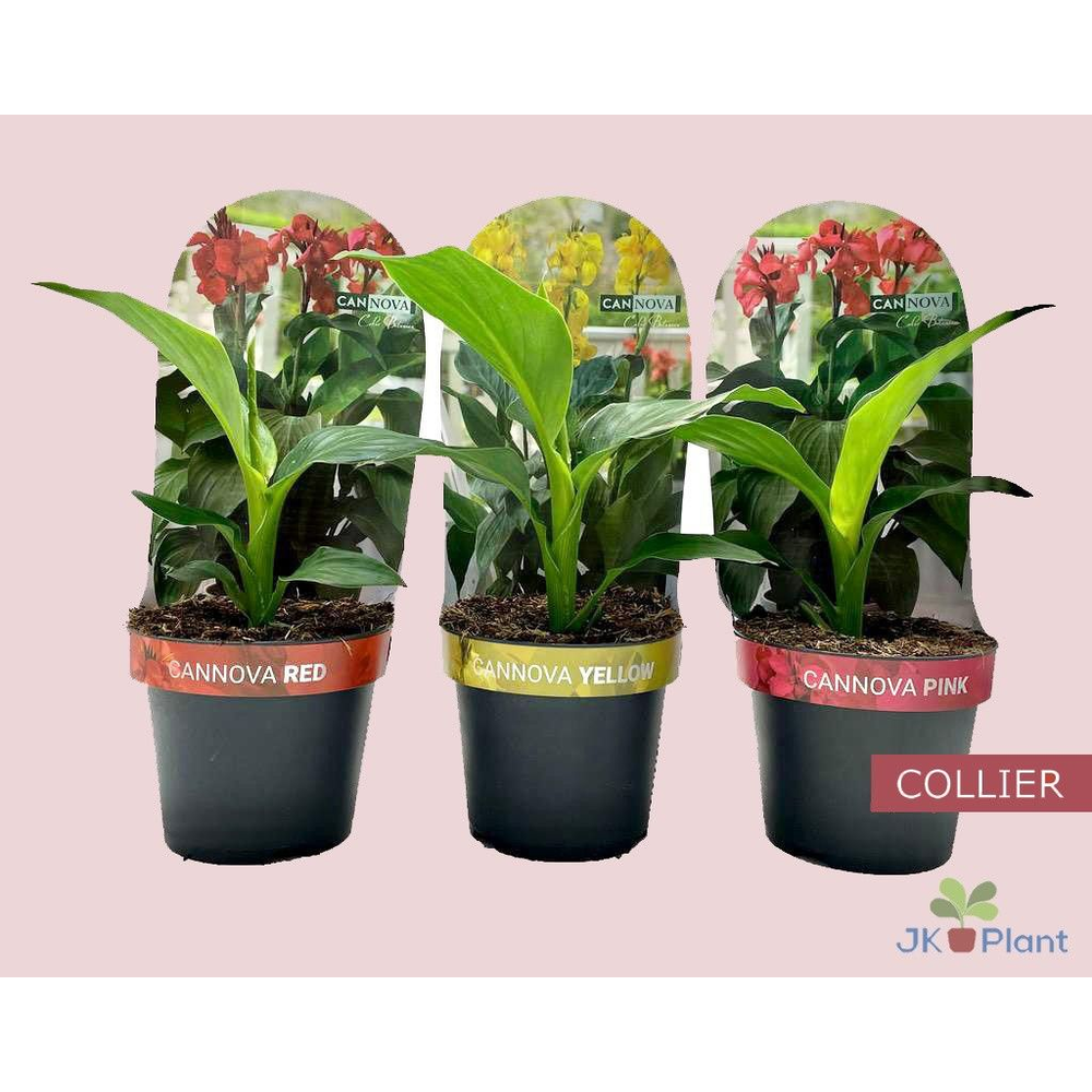 Canna Cannova Collier mix.