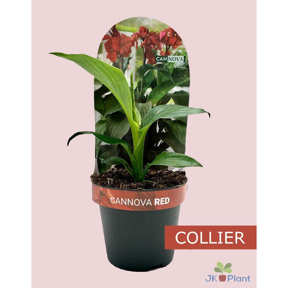 Canna Cannova Collier red.