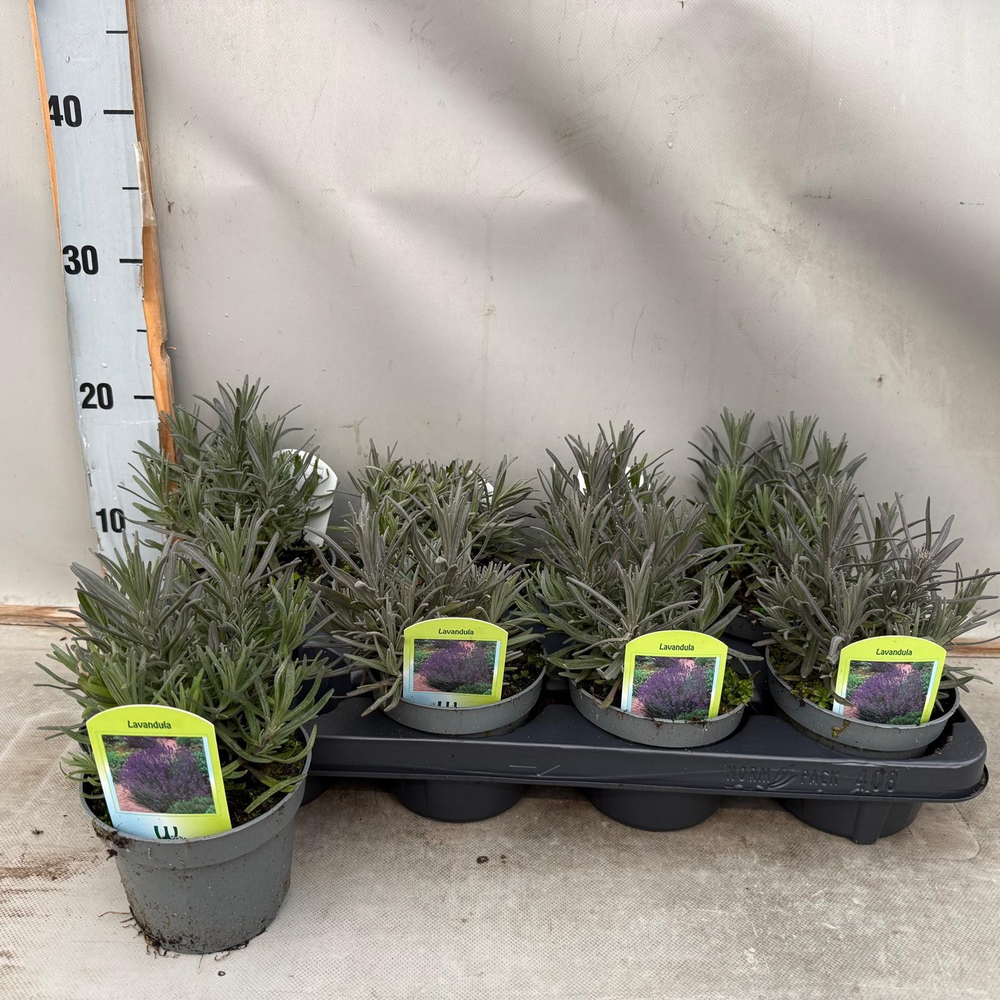 Lavendula.