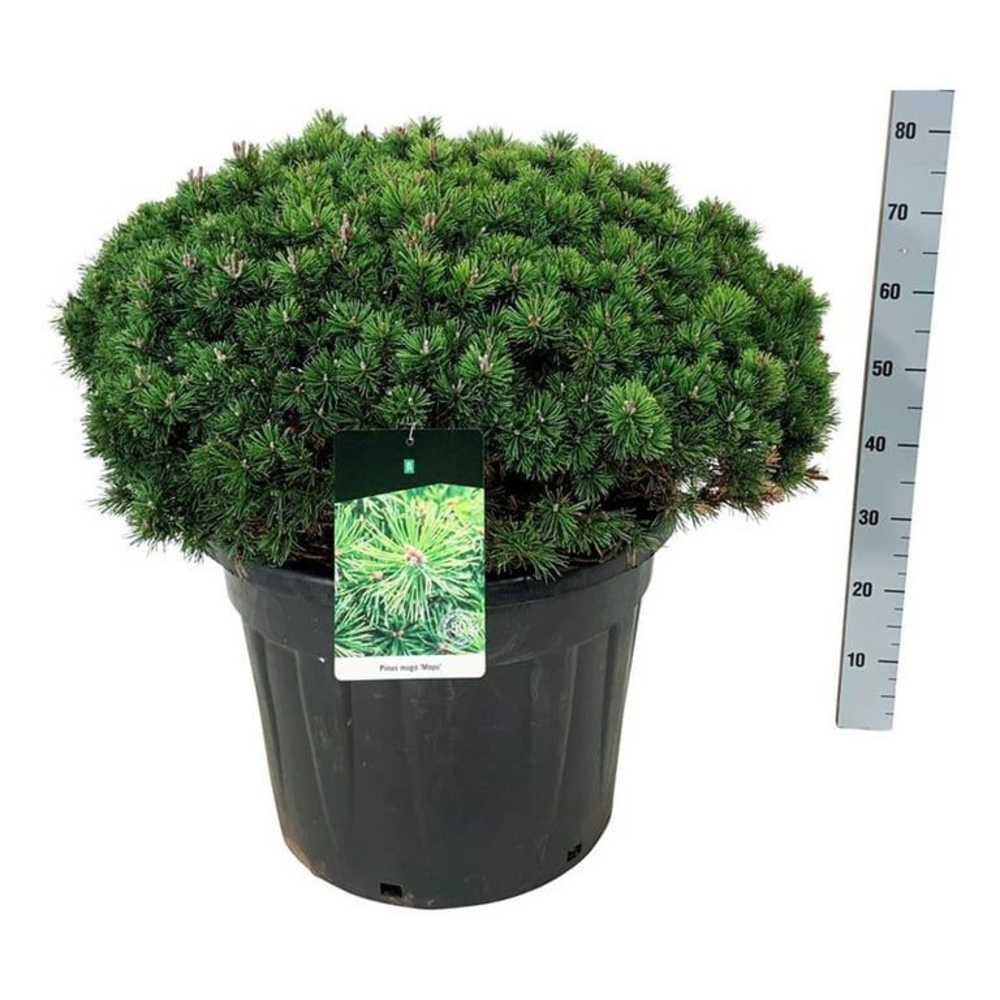 Pinus mugo 'Mops'.