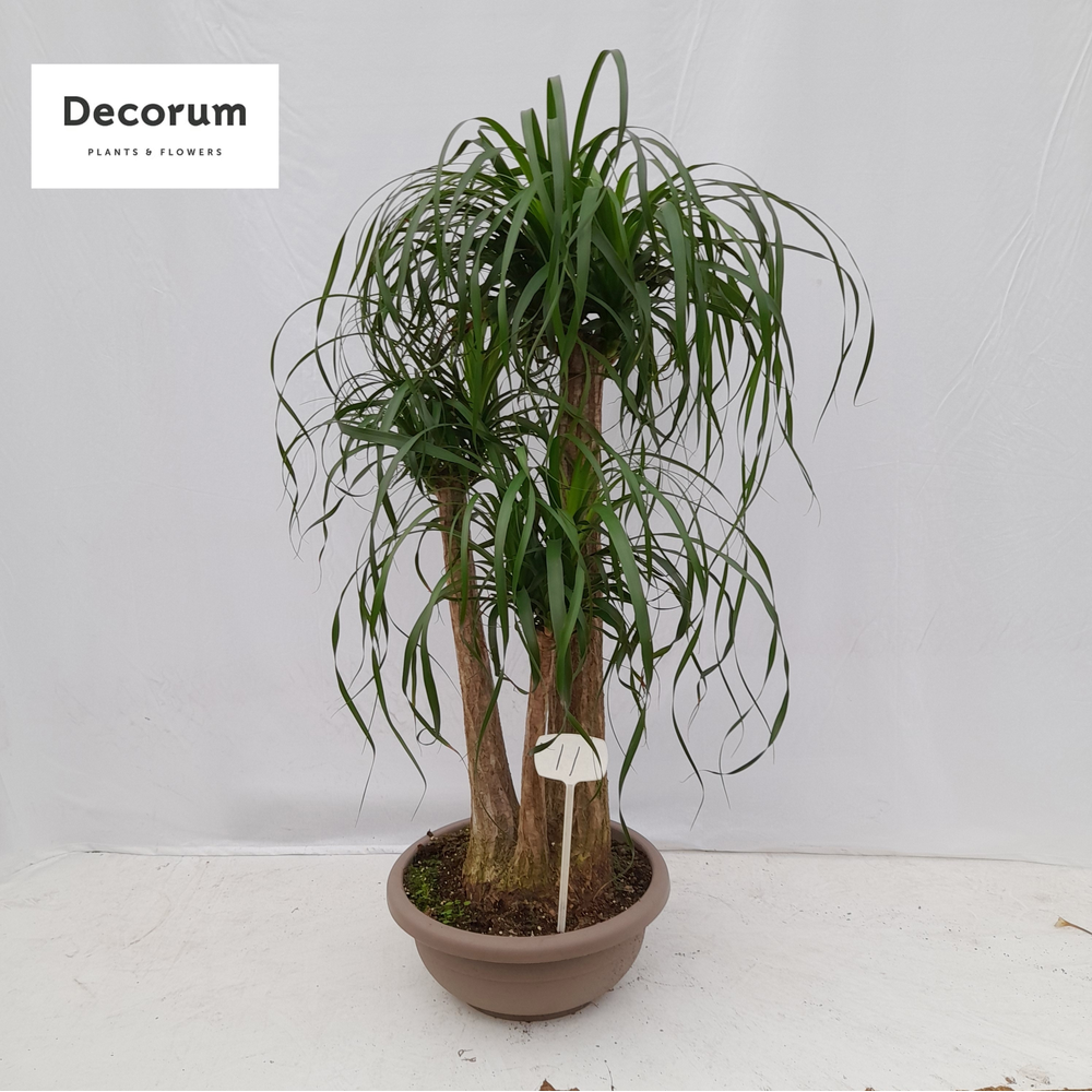 Beaucarnea vertakt op nummer 11.