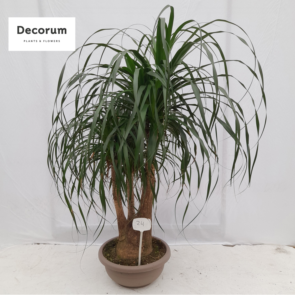 Beaucarnea vertakt op nummer 24.