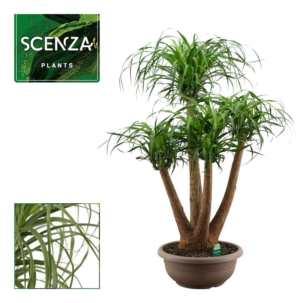 Beaucarnea vertakt compact in 45 cm schaal.