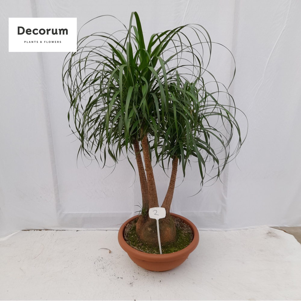 Beaucarnea vertakt op nummer 02.