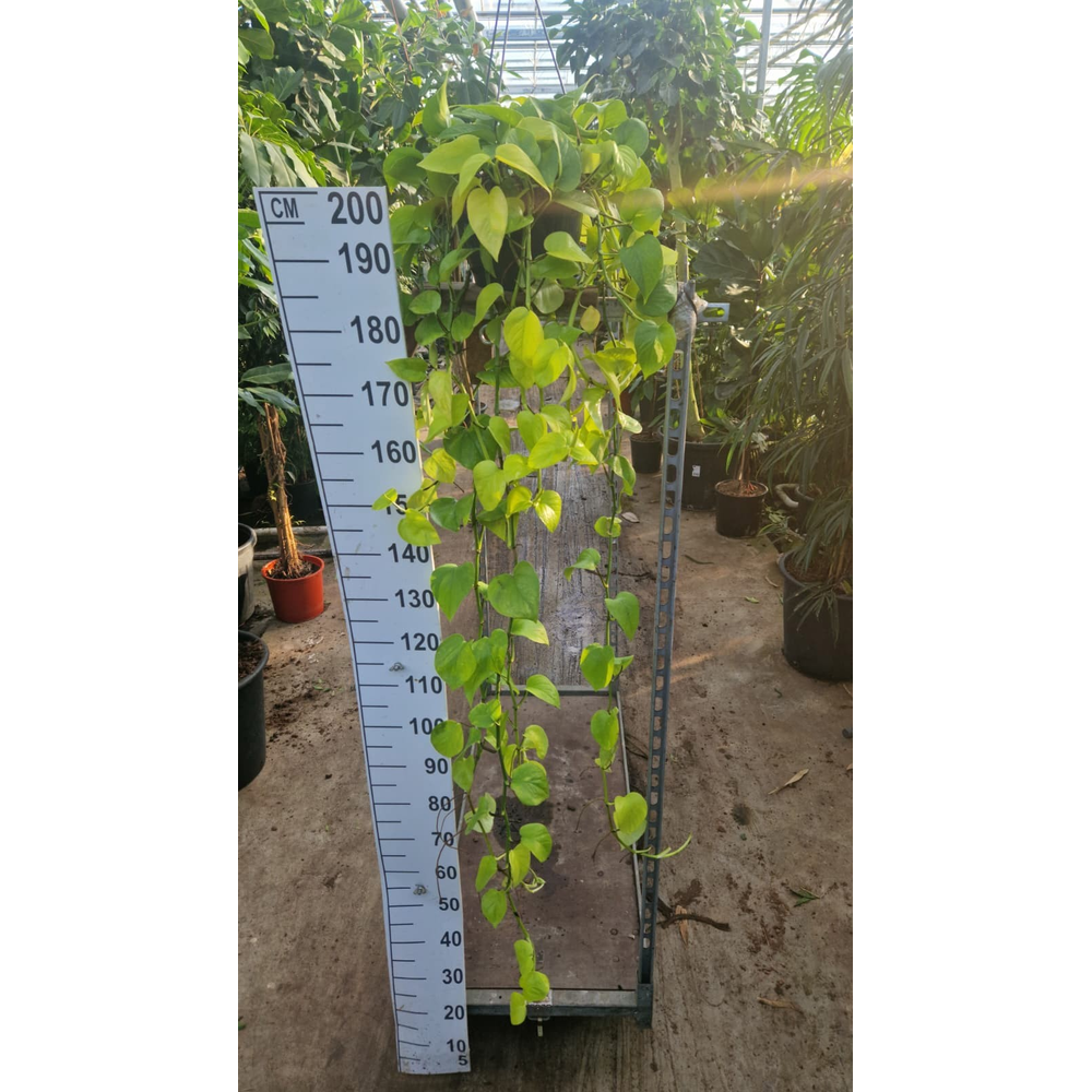 Epipremnum Golden Pothos hangplant 250.