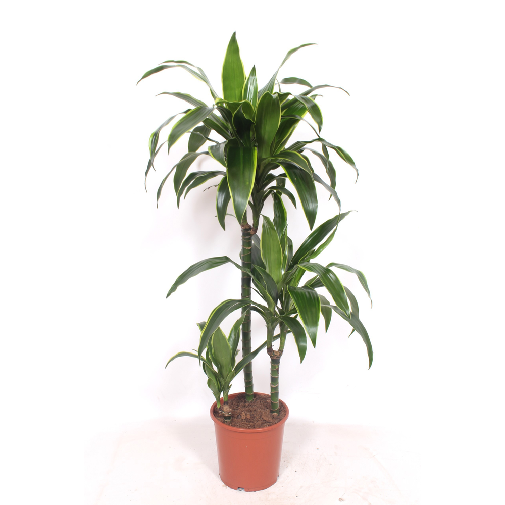 Dracaena Arturo 60-30-15.
