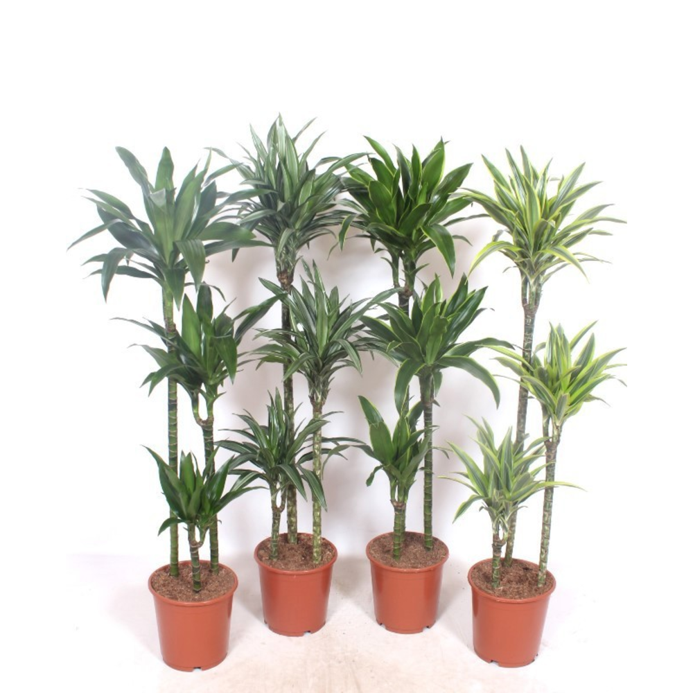 Dracaena fragrans Mixkar 90-60-30.