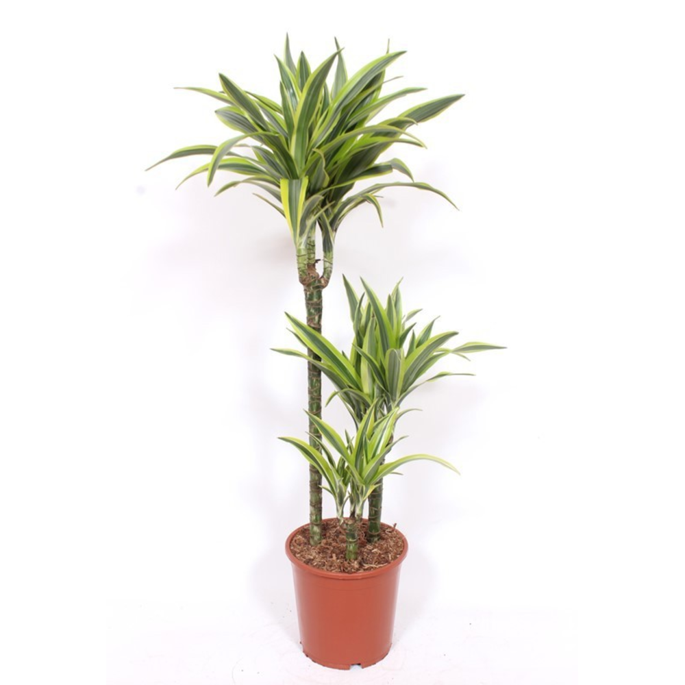 Dracaena Lemon Lime 60-30-15.