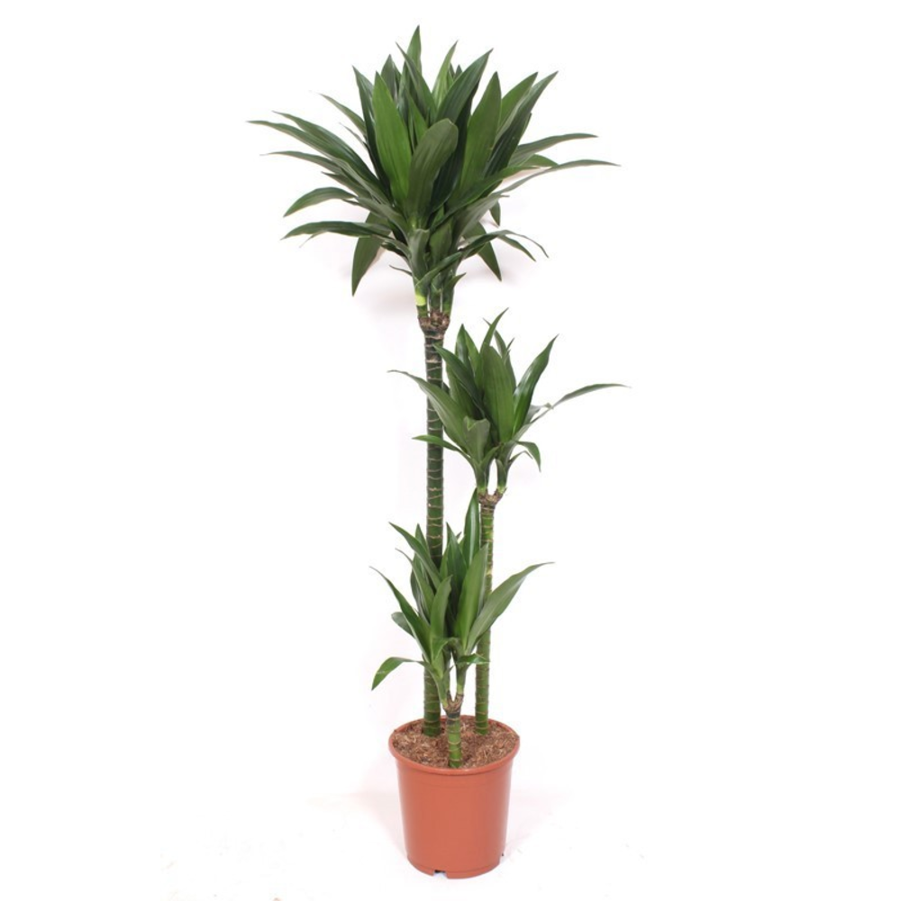 Dracaena Janet Craig 90-60-30.