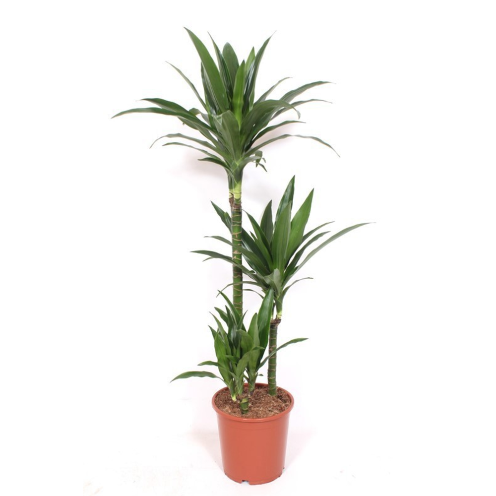 Dracaena Janet Craig 60-30-15.