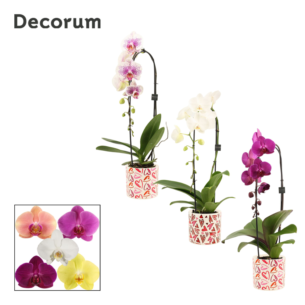 Phalaenopsis cascade 1 tak mix in Julia (Deco-coll.