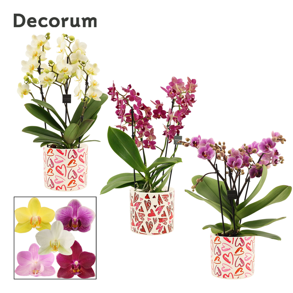 Phalaenopsis dazzling melange 3-4 tak in Julia (De.