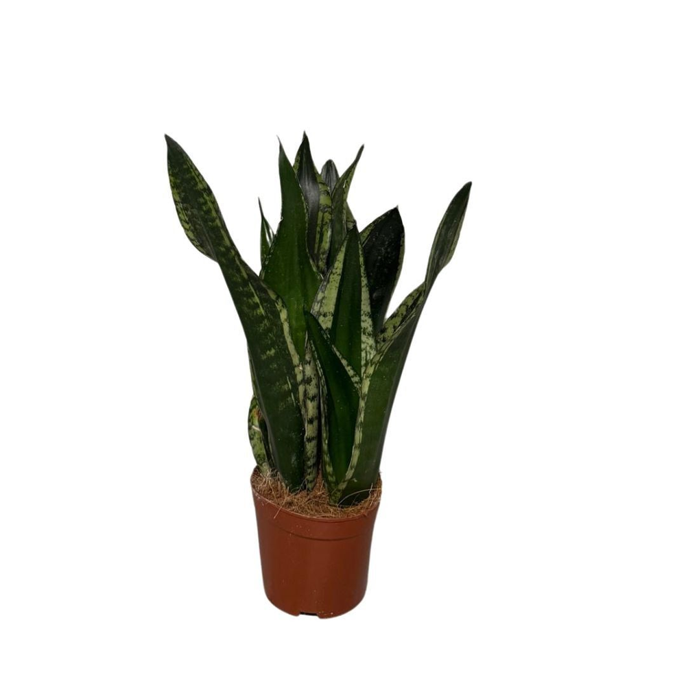 Sansevieria Silver flame 3pp.