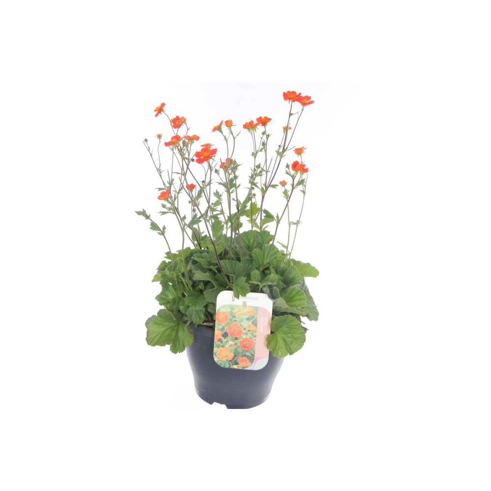 Geum coccineum Tosai.