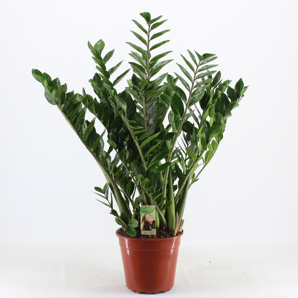 Zamioculcas 10+ veren.