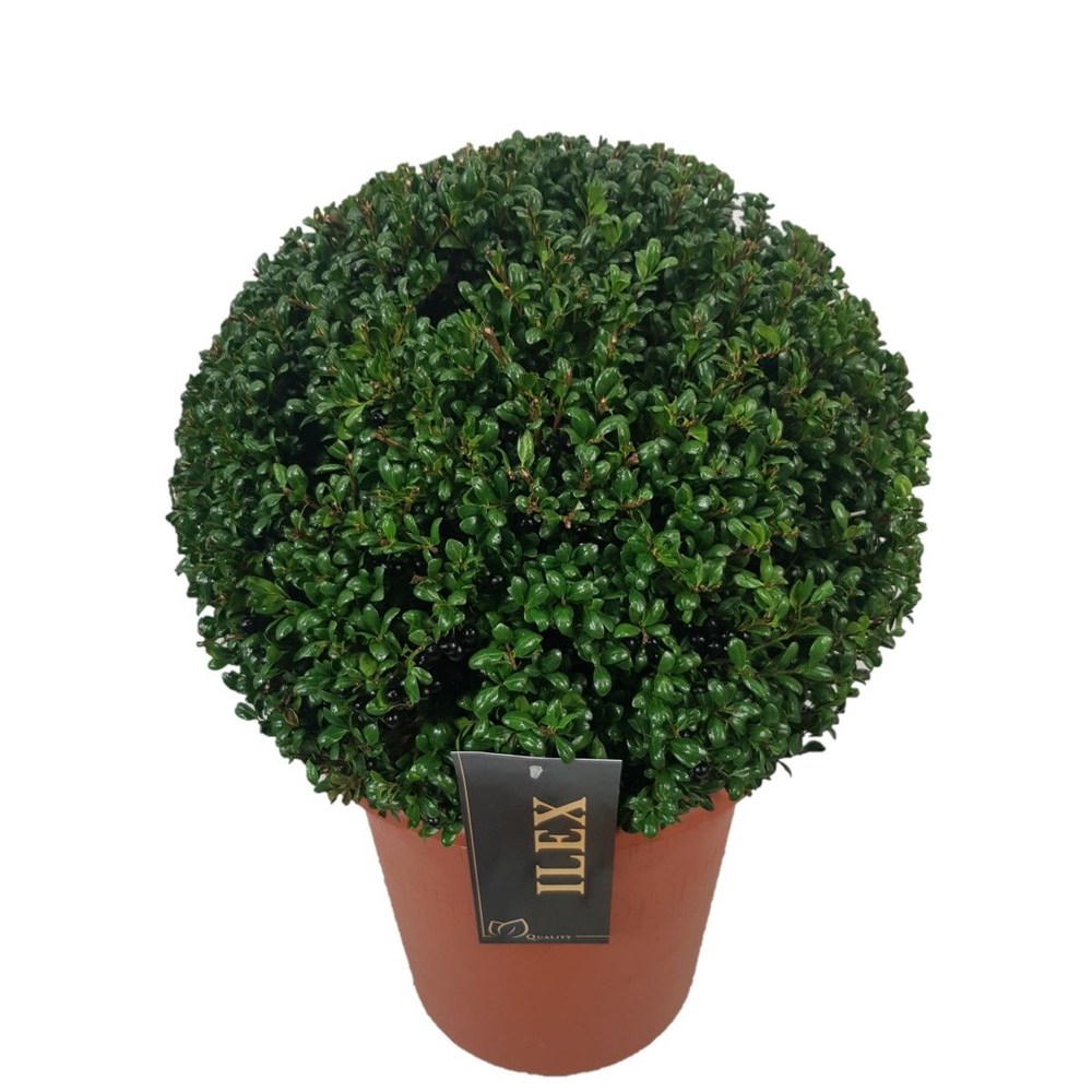 Ilex crenata 'Convexa' Bol p26 (th) 35-+ ©.