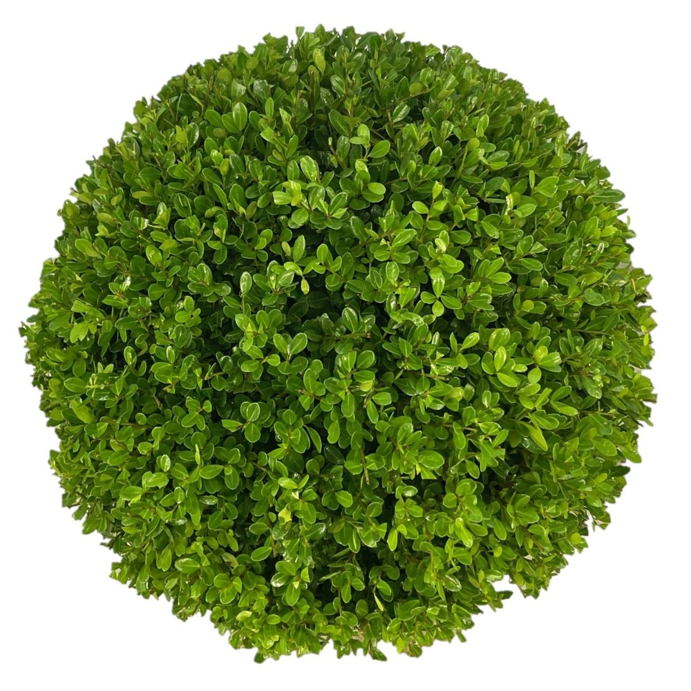 Ilex crenata 'Caroline Upright' Bol p28 (th) 45-50.