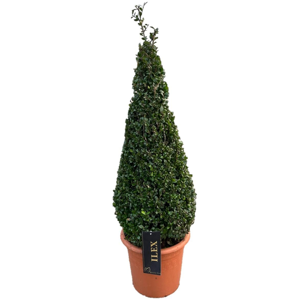 Ilex conv. Caroline Upright Piramiden p26(t) 70-80.