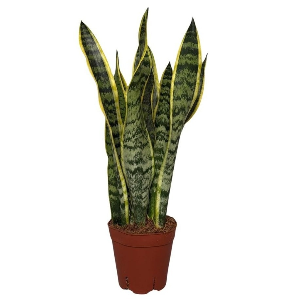 Sansevieria Laurentii.