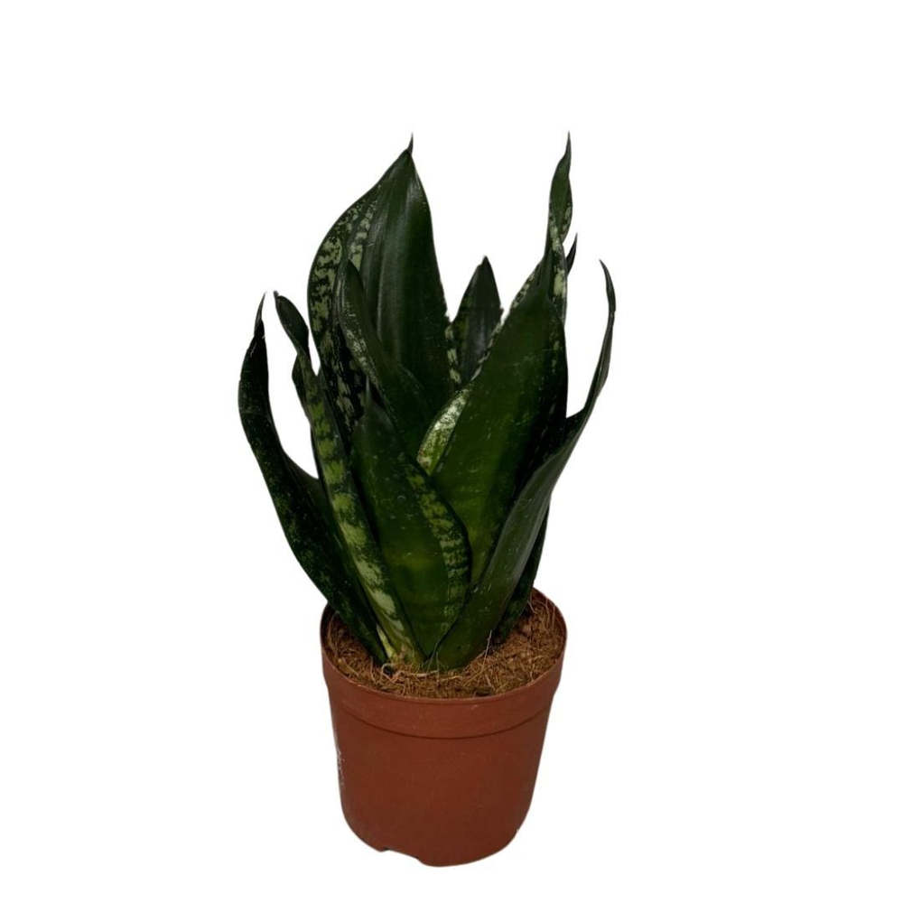 Sansevieria Silver flame.